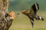 Dudek - Upupa epops - 후투티 - Fotografia nr 20140601_8874
