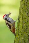 Dzięcioł średni - Dendrocopos medius - Fotografia nr 20140605_9328