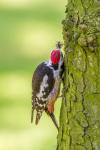 Dzięcioł średni - Dendrocopos medius - Fotografia nr 20140605_9345
