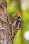 Dzięcioł średni - Dendrocopos medius - Fotografia nr 20140605_9363