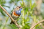 Podróżniczek - Luscinia svecica - 흰눈썹울새 - Fotografia nr 20140608_0023