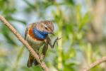 Podróżniczek - Luscinia svecica - 흰눈썹울새 - Fotografia nr 20140608_0026