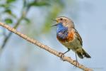 Podróżniczek - Luscinia svecica - 흰눈썹울새 - Fotografia nr 20140608_0056