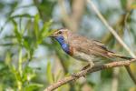Podróżniczek - Luscinia svecica - 흰눈썹울새 - Fotografia nr 20140608_0278