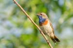Podróżniczek - Luscinia svecica - 흰눈썹울새 - Fotografia nr 20140608_9843