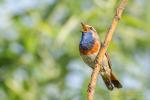 Podróżniczek - Luscinia svecica - 흰눈썹울새 - Fotografia nr 20140608_9883