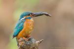 Zimorodek zwyczajny - Alcedo atthis - 물총새 - Fotografia nr 20140628_3185