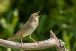 Strumieniówka - Locustella fluviatilis - Fotografia nr 20140628_3456