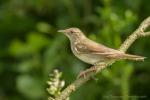 Strumieniówka - Locustella fluviatilis - Fotografia nr 20140628_3505