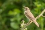 Strumieniówka - Locustella fluviatilis - Fotografia nr 20140628_3527