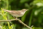 Strumieniówka - Locustella fluviatilis - Fotografia nr 20140628_3587