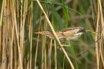 Bączek - Ixobrychus minutus - Fotografia nr 20140629_3685