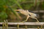 Bączek - Ixobrychus minutus - Fotografia nr 20140629_3729