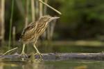 Bączek - Ixobrychus minutus - Fotografia nr 20140629_3759