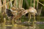 Bączek - Ixobrychus minutus - Fotografia nr 20140629_3784