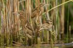 Bączek - Ixobrychus minutus - Fotografia nr 20140629_3803