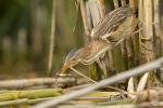 Bączek - Ixobrychus minutus - Fotografia nr 20140629_3950