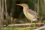 Bączek - Ixobrychus minutus - Fotografia nr 20140629_4054