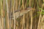 Bączek - Ixobrychus minutus - Fotografia nr 20140629_4081