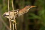 Bączek - Ixobrychus minutus - Fotografia nr 20140629_4107