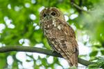 Puszczyk - Strix aluco - 올빼미 - Fotografia nr 20140709_5956