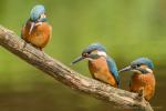 Zimorodek zwyczajny - Alcedo atthis - 물총새 - Fotografia nr 20140710_6101