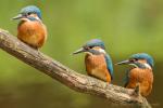Zimorodek zwyczajny - Alcedo atthis - 물총새 - Fotografia nr 20140710_6113