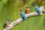 Zimorodek zwyczajny - Alcedo atthis - 물총새 - Fotografia nr 20140710_6155