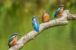 Zimorodek zwyczajny - Alcedo atthis - 물총새 - Fotografia nr 20140710_6165