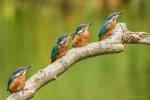 Zimorodek zwyczajny - Alcedo atthis - 물총새 - Fotografia nr 20140710_6209