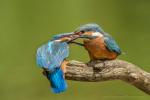 Zimorodek zwyczajny - Alcedo atthis - 물총새 - Fotografia nr 20140710_6275