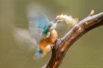 Zimorodek zwyczajny - Alcedo atthis - 물총새 - Fotografia nr 20140713_6558