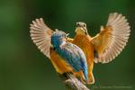 Zimorodek zwyczajny - Alcedo atthis - 물총새 - Fotografia nr 20140713_7146