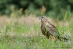 Błotniak stawowy - Circus aeruginosus - 개구리매 - Fotografia nr 20140720_7495