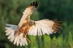 Błotniak stawowy - Circus aeruginosus - 개구리매 - Fotografia nr 20140726_7986