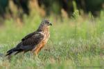 Błotniak stawowy - Circus aeruginosus - 개구리매 - Fotografia nr 20140726_8005