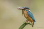 Zimorodek zwyczajny - Alcedo atthis - 물총새 - Fotografia nr 20140809_8290