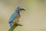 Zimorodek zwyczajny - Alcedo atthis - 물총새 - Fotografia nr 20140809_8305