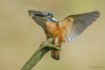 Zimorodek zwyczajny - Alcedo atthis - 물총새 - Fotografia nr 20140809_8368