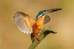 Zimorodek zwyczajny - Alcedo atthis - 물총새 - Fotografia nr 20140809_8382