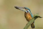 Zimorodek zwyczajny - Alcedo atthis - 물총새 - Fotografia nr 20140809_8442