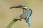 Zimorodek zwyczajny - Alcedo atthis - 물총새 - Fotografia nr 20140809_8450