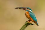 Zimorodek zwyczajny - Alcedo atthis - 물총새 - Fotografia nr 20140809_8453