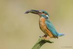 Zimorodek zwyczajny - Alcedo atthis - 물총새 - Fotografia nr 20140809_8454