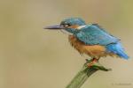 Zimorodek zwyczajny - Alcedo atthis - 물총새 - Fotografia nr 20140809_8459