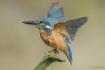 Zimorodek zwyczajny - Alcedo atthis - 물총새 - Fotografia nr 20140809_8475