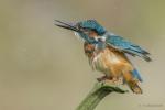 Zimorodek zwyczajny - Alcedo atthis - 물총새 - Fotografia nr 20140809_8476