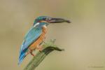 Zimorodek zwyczajny - Alcedo atthis - 물총새 - Fotografia nr 20140809_8494