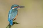 Zimorodek zwyczajny - Alcedo atthis - 물총새 - Fotografia nr 20140809_8502