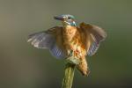 Zimorodek zwyczajny - Alcedo atthis - 물총새 - Fotografia nr 20140810_8568
